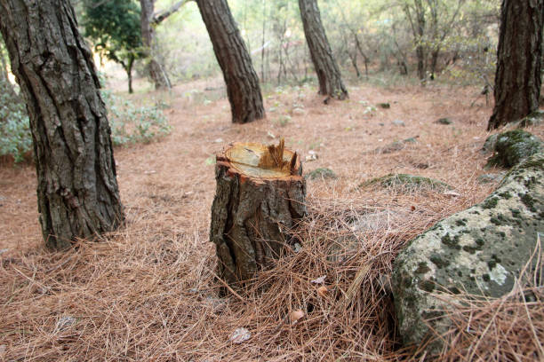 How Our Tree Care Process Works  in  Washburn, ND